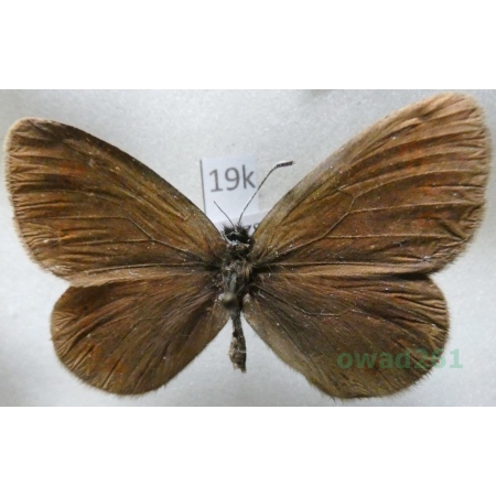 Erebia meta Staudinger, 1886 Kyrgyzstan19k